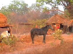 Africa Organics in the Gambia