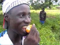 Africa Orgaincs top picture 4