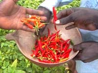 Africa Orgaincs bottom picture 1