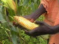 Africa Orgaincs bottom picture 2