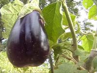 Africa Orgaincs bottom picture 3