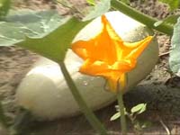 Africa Orgaincs bottom picture 4