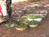 Africa Orgaincs top picture 3