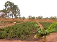 Africa Orgaincs top picture 4