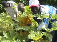 Africa Orgaincs top picture 1