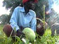 Africa Orgaincs top picture 4